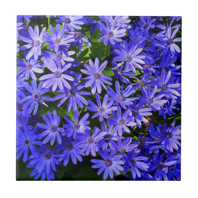 Blue Daisy-like Flowers Nature Photography Tile (Front)