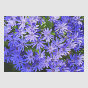 Blue Daisy-like Flowers Nature Photography Tissue Paper