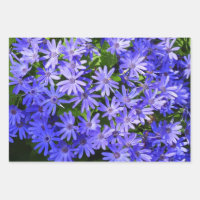 Blue Daisy-like Flowers Nature Photography