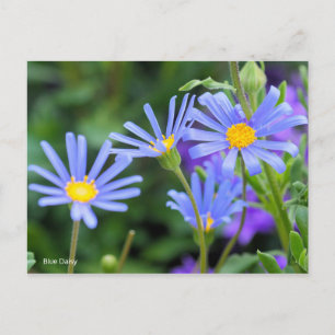 Blue Daisy [Postcard] Postcard
