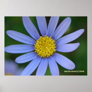 Blue Daisy Poster