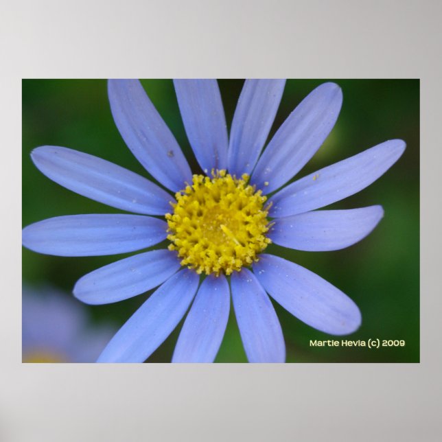 Blue Daisy Poster (Front)