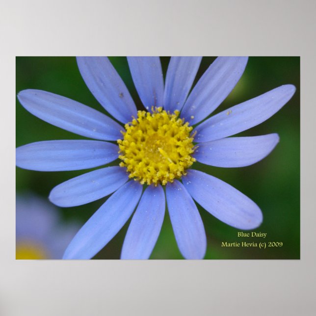Blue Daisy Print - Select Your Frame (Front)