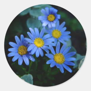 Blue Daisy Stickers