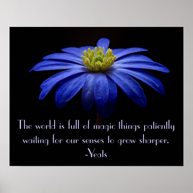 Blue Daisy with Yeats Quote Poster (Front)