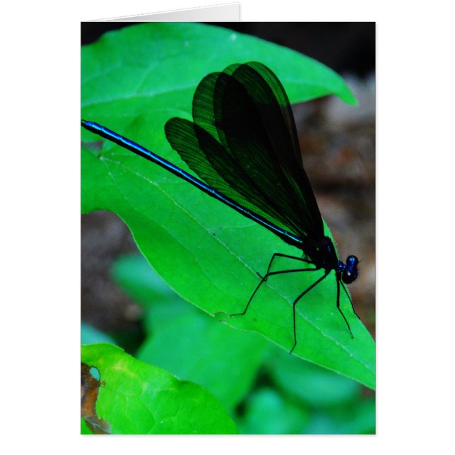 Blue Damselfly on a green leaf. (Front)