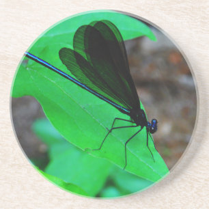 Blue Damselfly on a green leaf. Coaster