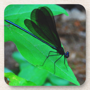 Blue Damselfly on a green leaf. Coaster