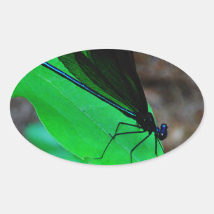 Blue Damselfly on a green leaf. Oval Sticker