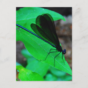 Blue Damselfly on a green leaf. Postcard