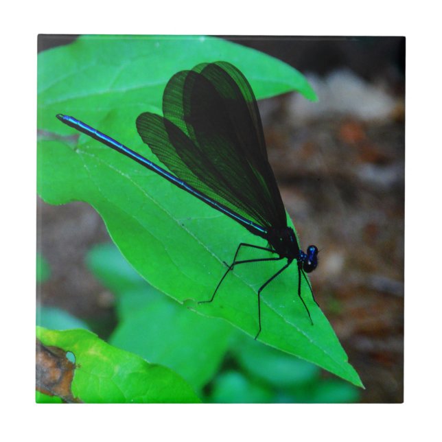 Blue Damselfly on a green leaf. Tile (Front)