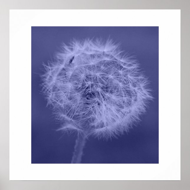 Blue Dandelion Poster/Print Poster (Front)