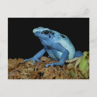 Blue Dart Frog (Dendrobates azureus).jpg Postcard