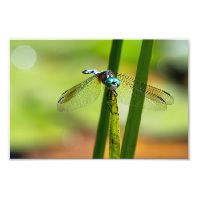 Blue Dasher Dragon Fly Photo Print (Front)