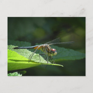 Blue Dasher Dragonfly Postcard