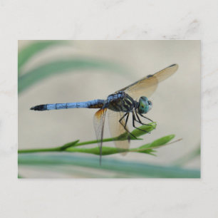 Blue Dasher perched on a Flower Bud Postcard