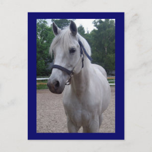 Blue Day - Horse Postcard