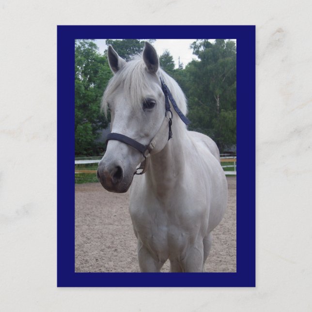 Blue Day - Horse Postcard (Front)