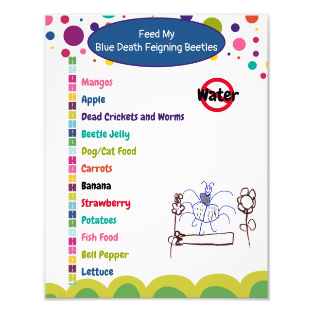 Blue Death Feigning Beetle Care Sheet Photo Print (Front)