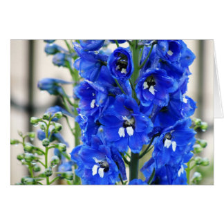 Blue Delphinium