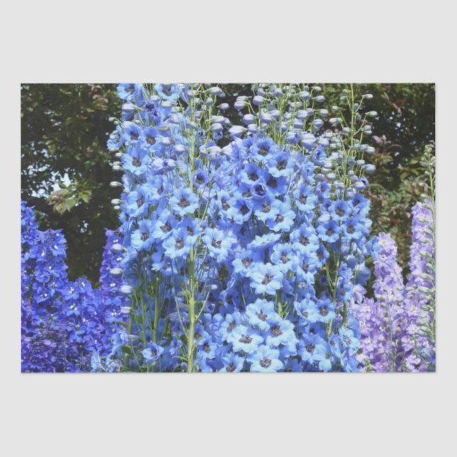 Blue Delphinium Floral Flowers Garden Nature  Tissue Paper (Front)