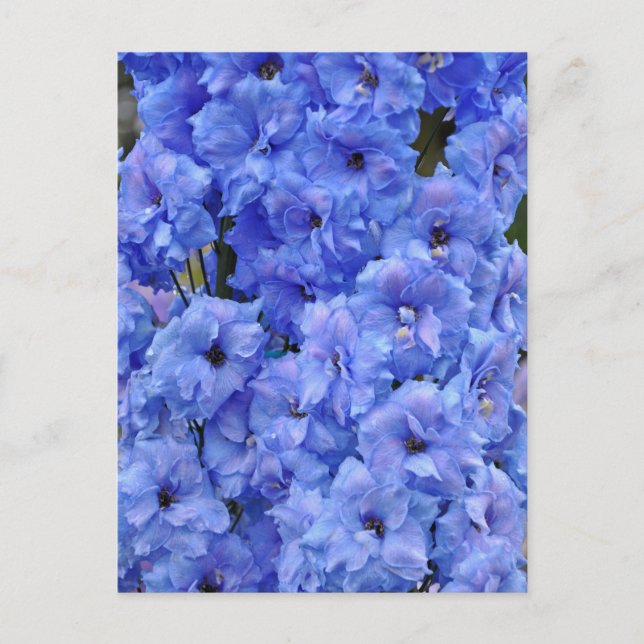 Blue delphinium flowers postcard (Front)