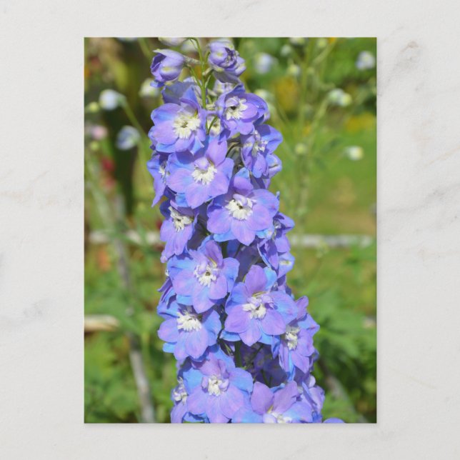 Blue delphinium flowers postcard (Front)