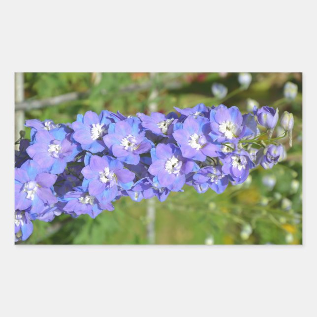 Blue delphinium flowers rectangular sticker (Front)