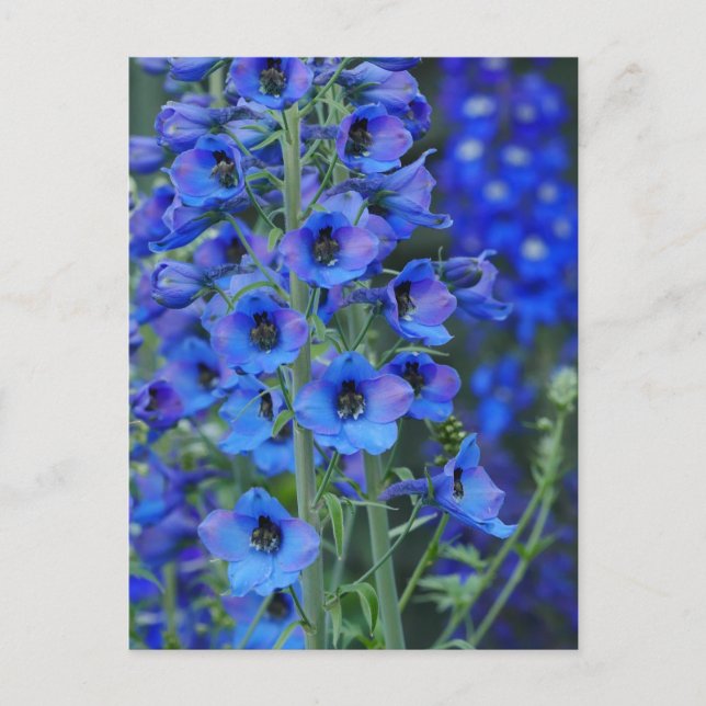 Blue Delphiniums Postcard  (Front)