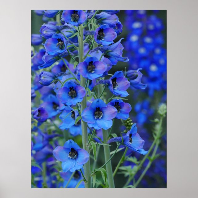 Blue Delphiniums Poster (Front)