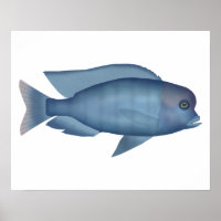 Blue Dolphin Cichlid
