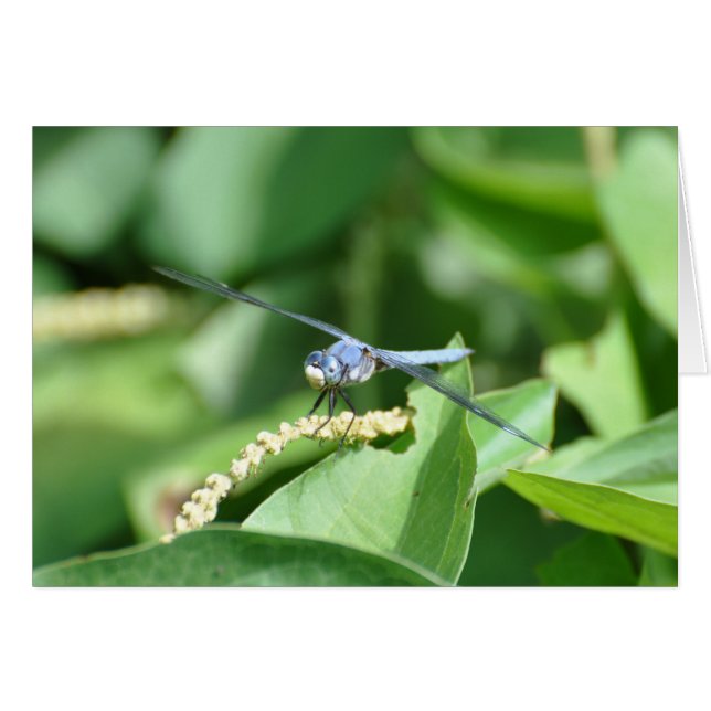 Blue Dragonfly (Front Horizontal)