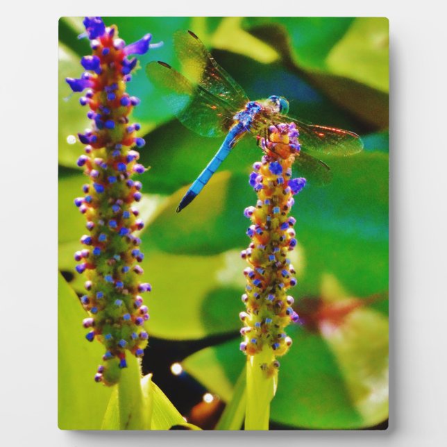 Blue Dragonfly and flowers Plaque (Front)