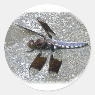 Blue Dragonfly Classic Round Sticker