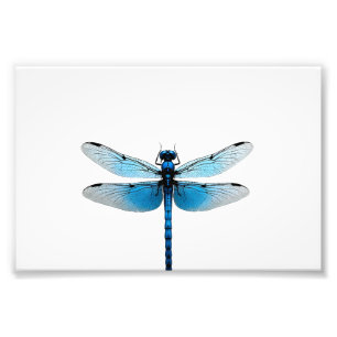 Blue Dragonfly - Insect Wildlife Animal Lover Ento Photo Print