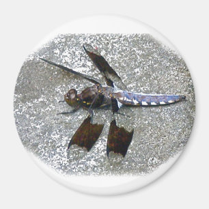 Blue Dragonfly Magnet