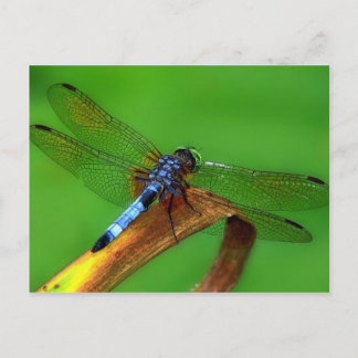 Blue Dragonfly Postcard