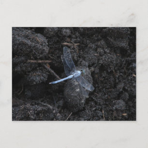 Blue Dragonfly Postcard