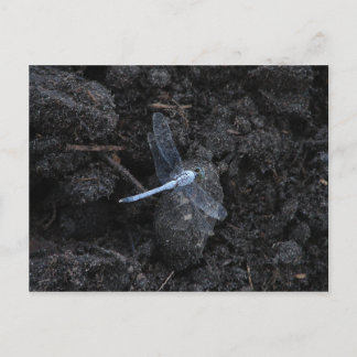 Blue Dragonfly Postcard