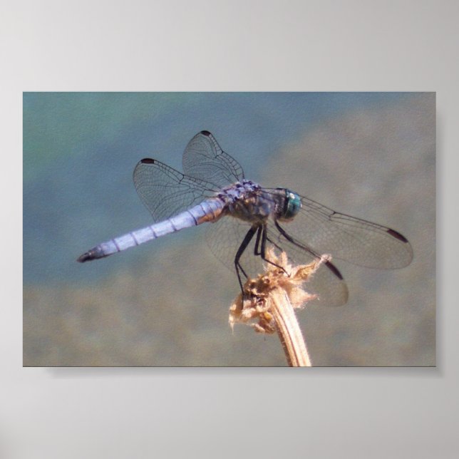 Blue Dragonfly Poster (Front)