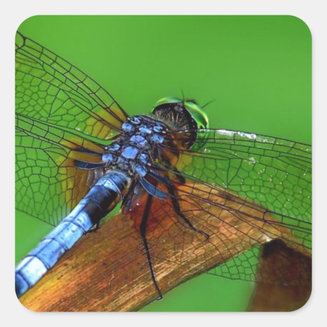 Blue Dragonfly Square Sticker (Front)
