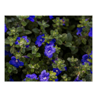 Blue Dwarf Morning Glory Print