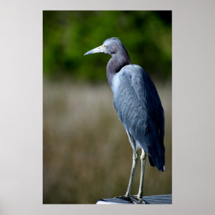 Blue Egret in the wild Poster