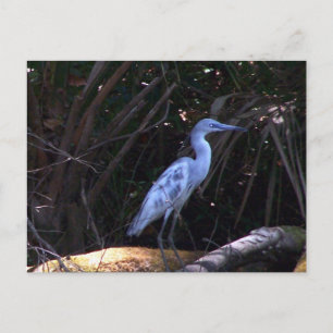 Blue Egret Postcard