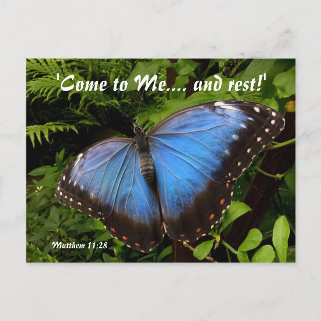 Blue exotic butterfly postcard (Front)