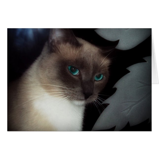 BLUE EYE BELLA (Front Horizontal)