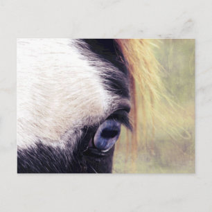 Blue Eye Postcard