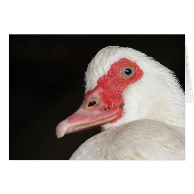Blue-Eyed Beauty Muscovy Duck  (Front Horizontal)