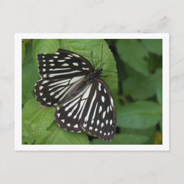 blue eyed butterfly postcard (Front)
