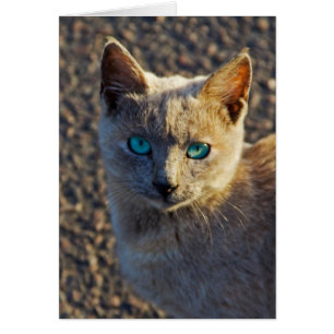 Blue Eyed cat
